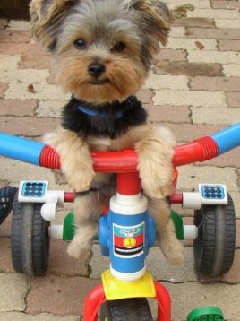 chien